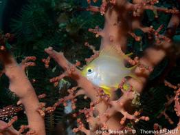 Amblyglyphidodon-aureus_tm1