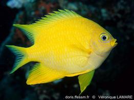 Amblyglyphidodon-aureus_vl1