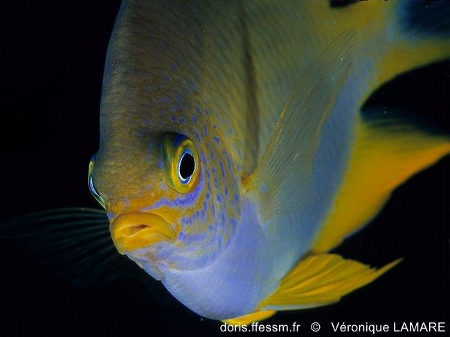 Amblyglyphidodon-aureus_vl2