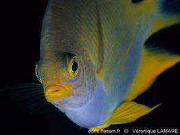 Amblyglyphidodon-aureus_vl2