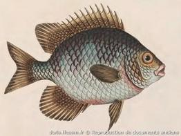 Amblyglyphidodon-curacao