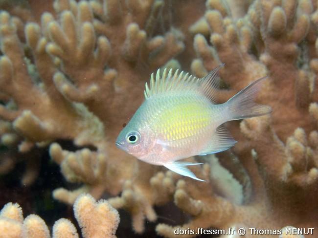 Amblyglyphidodon-curacao_tm1