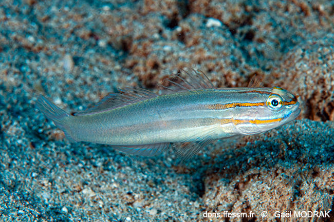 Amblygobius_nocturnus-gmd1