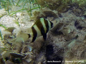 Amblypomacentrus​_annulatus-frdu40