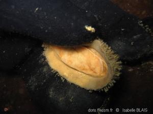 Amicula_amiculata-ib00002