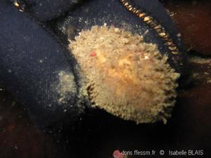 Amicula_amiculata-ib00003