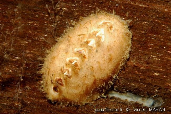 Amicula_amiculata-vm00001