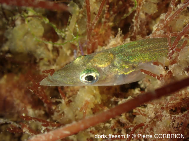 ammpdytes_tobianus-pc01