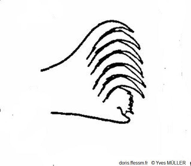 Amphictene_auricoma_my_01