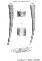 Amphictene_auricoma_wcmi_01