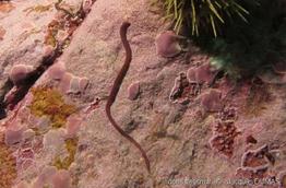 amphiporus_angulatus-jd01