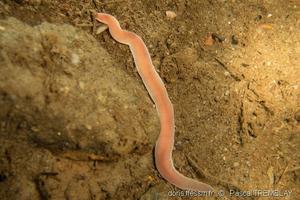 amphiporus_angulatus-pt01