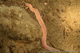 amphiporus_angulatus-pt01