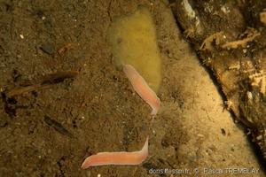 amphiporus_angulatus-pt02