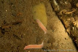 amphiporus_angulatus-pt02