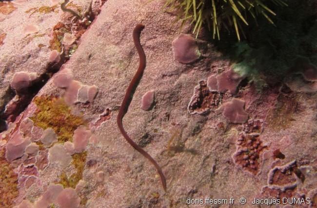 amphiporus_angulatus