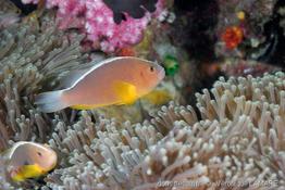amphiprion_akallopisos-vl1