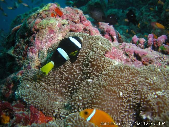 amphiprion_clarkii-ss2