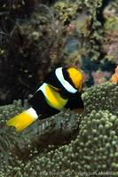 amphiprion-clarkii-vl