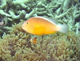 amphiprion_akallopisos-slb2