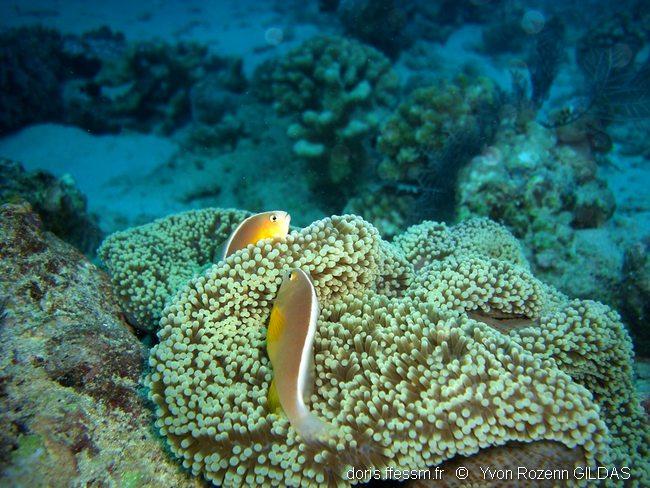 amphiprion_akallopisos-yrg1