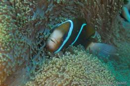 amphiprion_akindynos_vl3