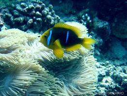 amphiprion_chrysopterus-1bg