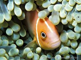 amphiprion_perideraion-mb2