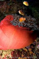 amphiprion_perideraion-mb3