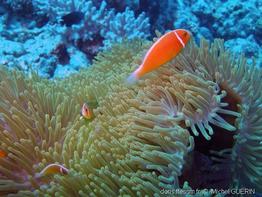amphiprion_perideraion-mg1