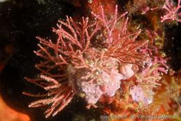 amphiroa_kuentzingiana_5vl