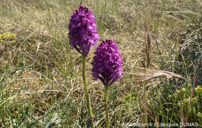 anacamptis_pyramidalis-jd01