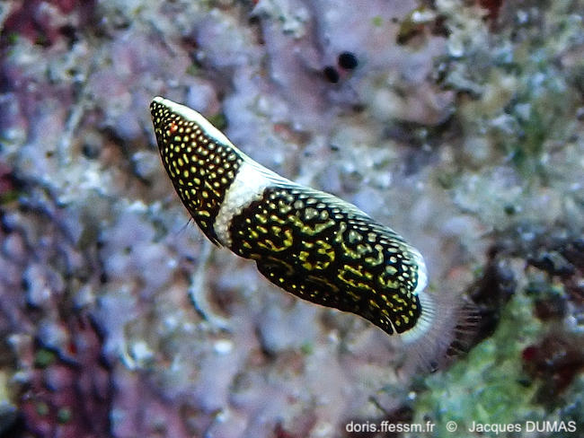 Anampses_lineatus-jadu1