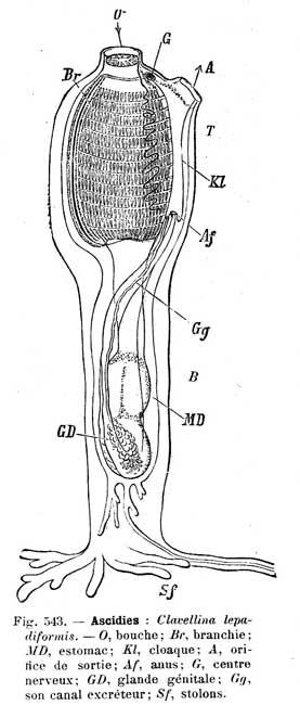clavelina-lepadiformis-PERRIER-E.1899