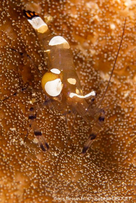 ancylocaris_brevicarpalis-id1