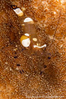 ancylocaris_brevicarpalis-id1