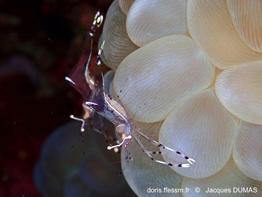 Ancylomenes_longicarpus-jadu78985