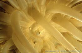 andresia_partenopea-plg-2866