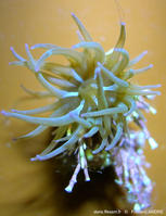 Anemonia_viridis-fa1b