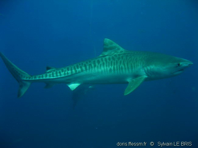 Requin tigre
