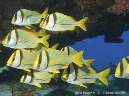 anisotremus_virginicus-fa213