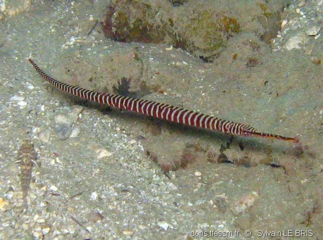 Syngnathe annelé