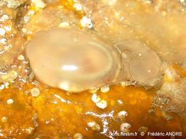 corella_eumyota-fa1449