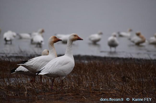 anser-caerulescens-kf03