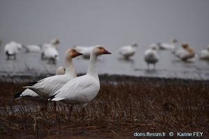 anser-caerulescens-kf03
