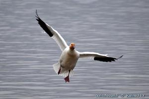 anser-caerulescens-kf05