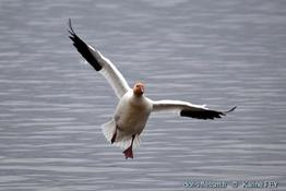 anser-caerulescens-kf05
