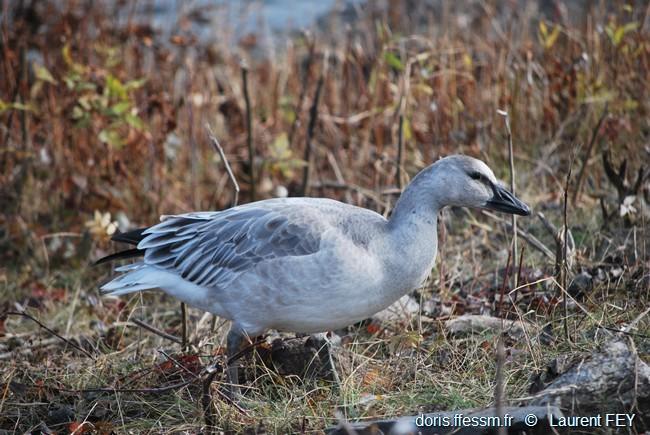 anser-caerulescens-lf06