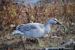 anser-caerulescens-lf06