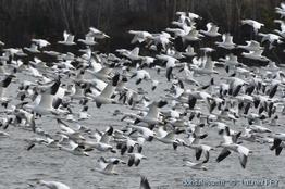 anser-caerulescens-lf100